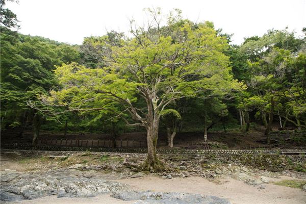 阳宅植物风水