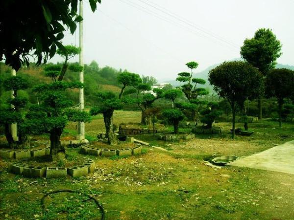 对节白蜡占地树的介绍 对节白蜡占地树怎样有用养护